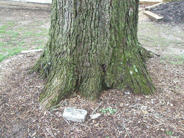 2008 -"Virgil Fender planted acorn 1942" 